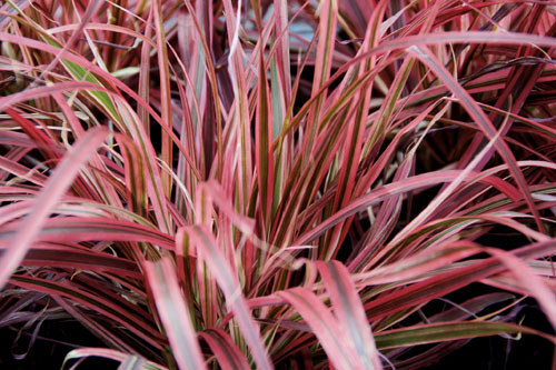 Pennisetum  Fireworks