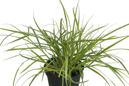 Foliage Plants: Pennisetum  Green Fountain