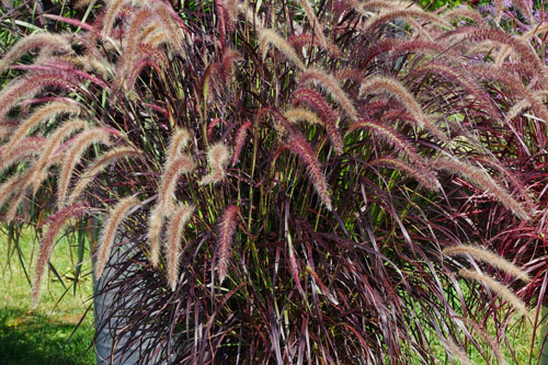 Pennisetum  Rubrum