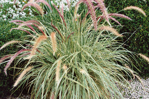 Pennisetum  Sky Rocket