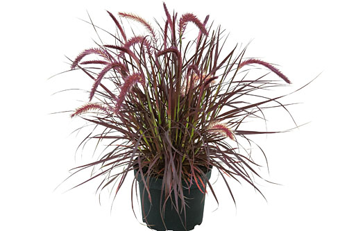 Pennisetum  Tiny Tails