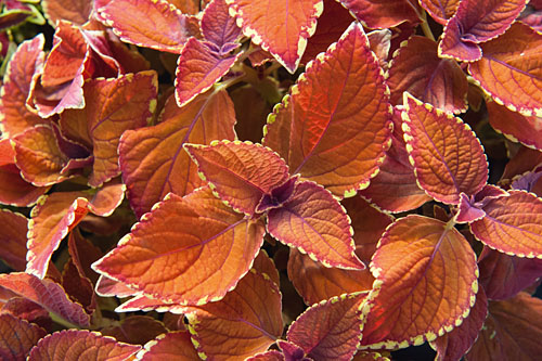 Blattschmuck: Plectranthus  Sedona Sunset
