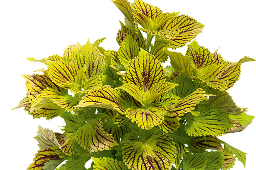 Blattschmuck: Plectranthus  Solar Fire
