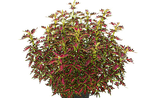 Blattschmuck: Plectranthus  Tropical Feather
