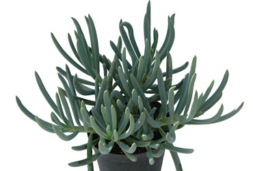 Foliage Plants: Senecio   Blue