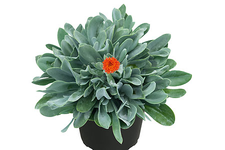 Foliage Plants: Senecio   Orange Flame