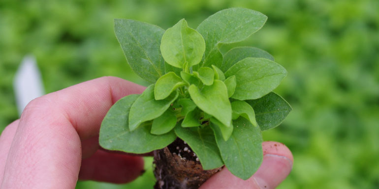 Kientzler Jungpflanzen Petunia