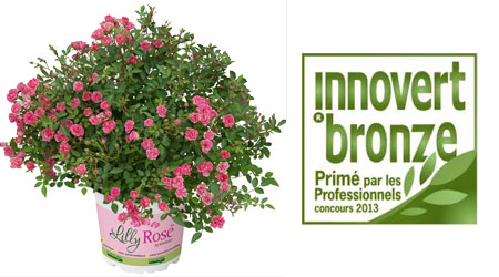 LillyRose gewinnt Preis: innovert bronze