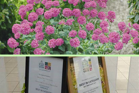 Silene Sparkling Rose Award