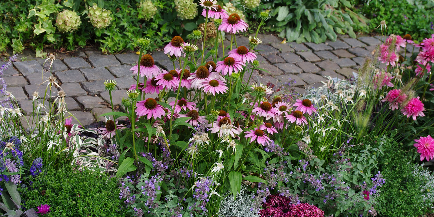 Sommertopf Pflanzen von Kientzler