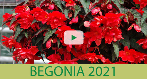 Nouveaux Begonias pour 2021