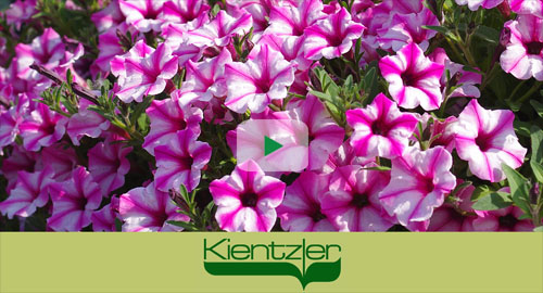 Trailing Petunia in the home garden