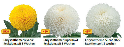 Index de Chrysanthemum coupé